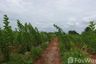 Land for sale in Nong Tum, Chaiyaphum