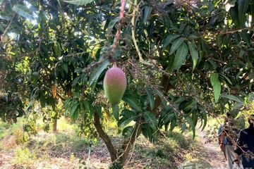 2 Bedroom House for sale in Kratip, Nakhon Pathom