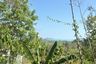 Land for sale in Yamu Hills, Pa Khlok, Phuket