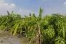 Land for sale in Bang Kaeo, Samut Prakan