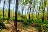 Land for sale in Pa Khlok, Phuket