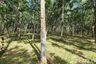 Land for sale in Thep Krasatti, Phuket