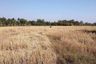Land for sale in Pho Chai, Nong Khai