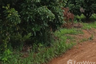 Land for sale in Chiang Klom, Loei