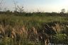 Land for sale in Bueng San, Nakhon Nayok