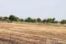 Land for sale in Si Samran, Suphan Buri