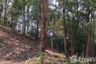 Land for sale in Mueang Chang, Nan
