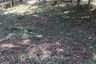 Land for sale in Mueang Chang, Nan