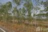 Land for sale in Wang Takhian, Prachin Buri