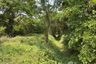 Land for sale in Tha Chanuan, Chainat