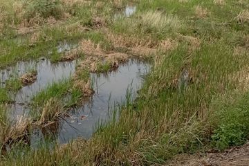 Land for sale in Cham Phak Phaeo, Saraburi