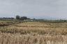 Land for sale in Wiang, Chiang Rai