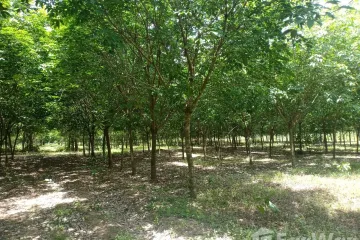 Land for sale in Nong Phrong, Prachin Buri
