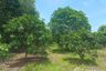 Land for sale in Hua Sai, Chachoengsao