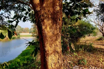 Land for sale in Wiang Chai, Chiang Rai