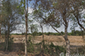Land for sale in Khok Mai Lai, Prachin Buri