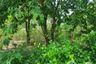 Land for sale in Don Khoi, Nakhon Pathom