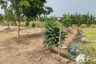 Land for sale in Thawi Watthana, Nonthaburi