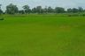 Land for sale in Si Lako, Nakhon Ratchasima