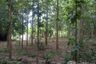Land for sale in Fai Kaeo, Nan