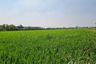 Land for sale in Khlong Nueng, Pathum Thani