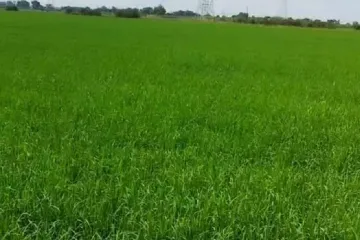 Land for sale in Talat Kriap, Phra Nakhon Si Ayutthaya