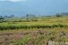 Land for sale in Nang Lae, Chiang Rai