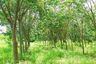Land for sale in Bueng Ba, Pathum Thani