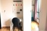 1 Bedroom Condo for rent in Premio Vetro, Lat Yao, Bangkok near BTS Kasetsart University