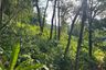 Land for sale in Thep Krasatti, Phuket