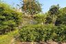 2 Bedroom Land for sale in Bang Khen, Nonthaburi