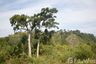 Land for sale in Ko Kho Khao, Phang Nga