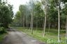 Land for sale in Khok Kloi, Phang Nga