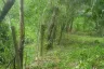 Land for sale in Bang Muang, Phang Nga