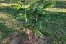 Land for sale in Thai Mueang, Phang Nga