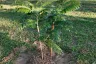 Land for sale in Thai Mueang, Phang Nga