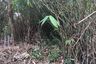Land for sale in Bang Nai Si, Phang Nga