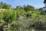 Land for sale in Khok Kloi, Phang Nga