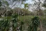 Land for sale in Mae Nam, Surat Thani