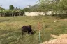 Land for sale in Thep Krasatti, Phuket