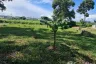 Land for sale in Kathu, Phuket