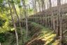 Land for sale in Kalai, Phang Nga