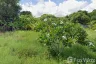 Land for sale in On Tai, Chiang Mai