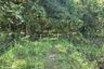Land for sale in Ban Luang, Chiang Mai