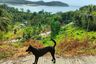 Land for sale in Ko Pha-ngan, Surat Thani