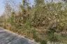 Land for sale in Pa Pong, Chiang Mai