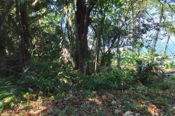 Land for sale in Pa Khlok, Phuket
