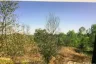 Land for sale in Don Pao, Chiang Mai