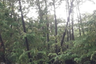 Land for sale in Racha Thewa, Samut Prakan