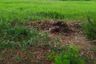 Land for sale in Windmill Park, Bang Phli Yai, Samut Prakan